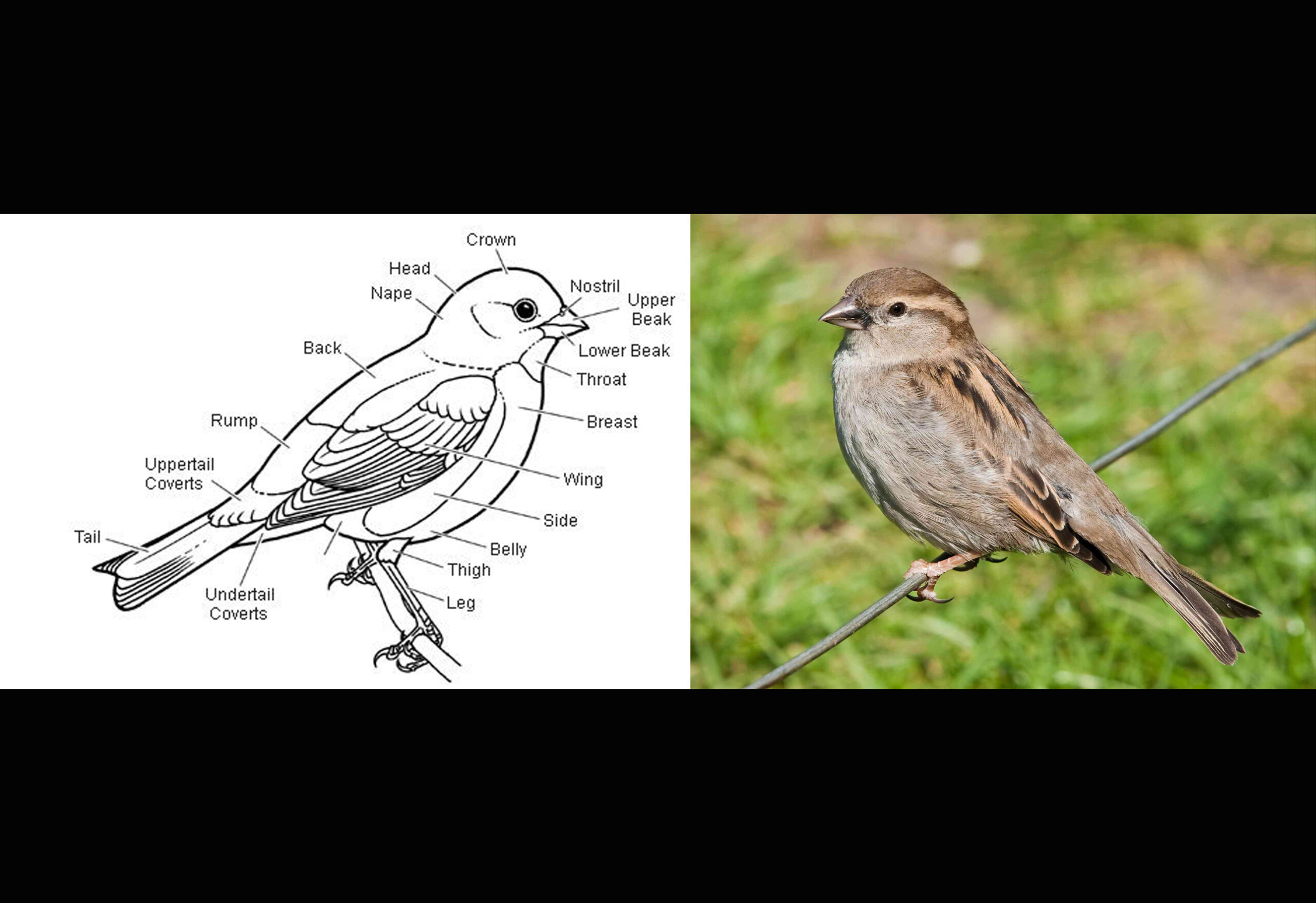 Body characteristics of birds