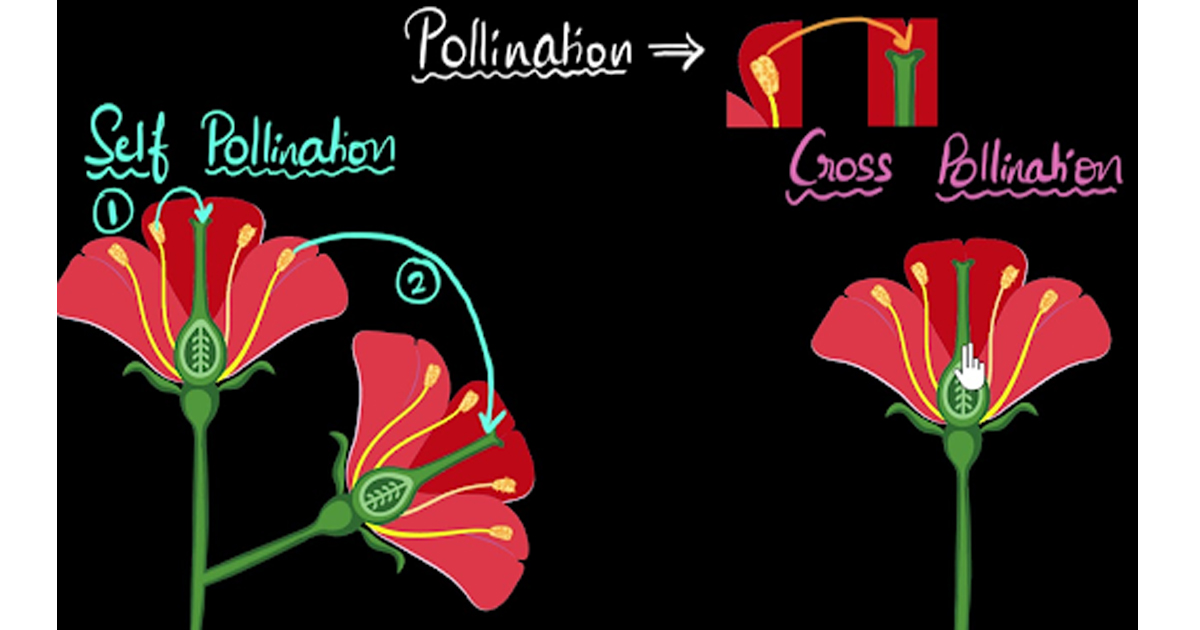 Pollination of flowering plants